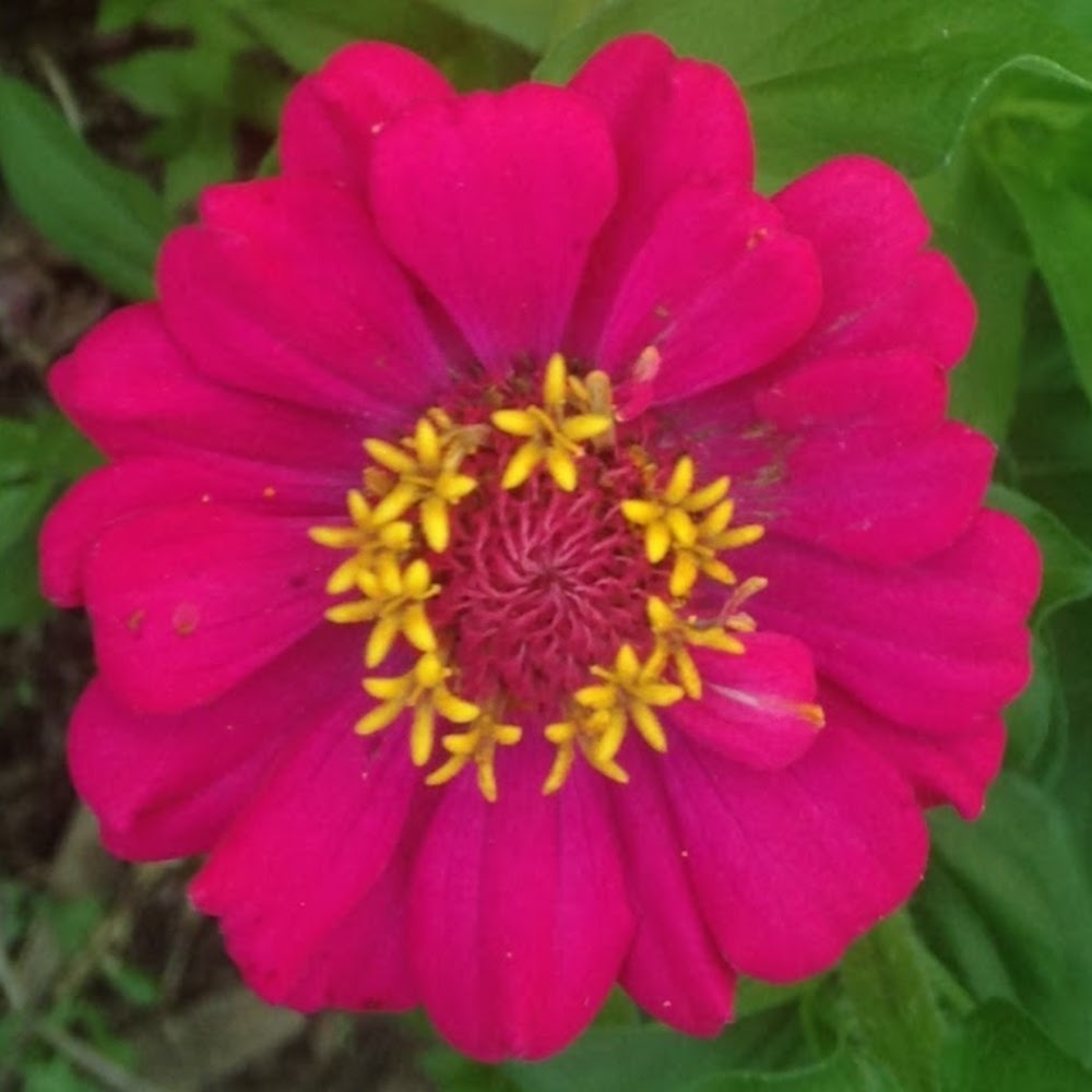 Meet your Posher, Farm to market